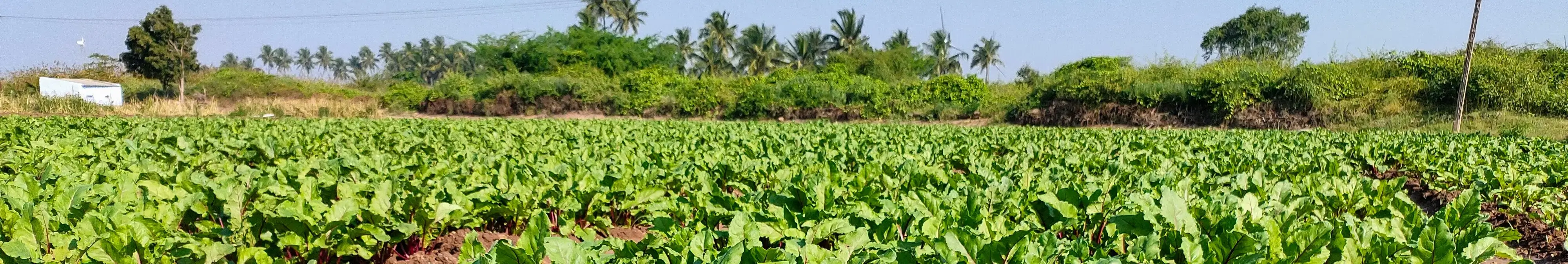 Fresh Leafy Greens from Kannukutty Organic Farm