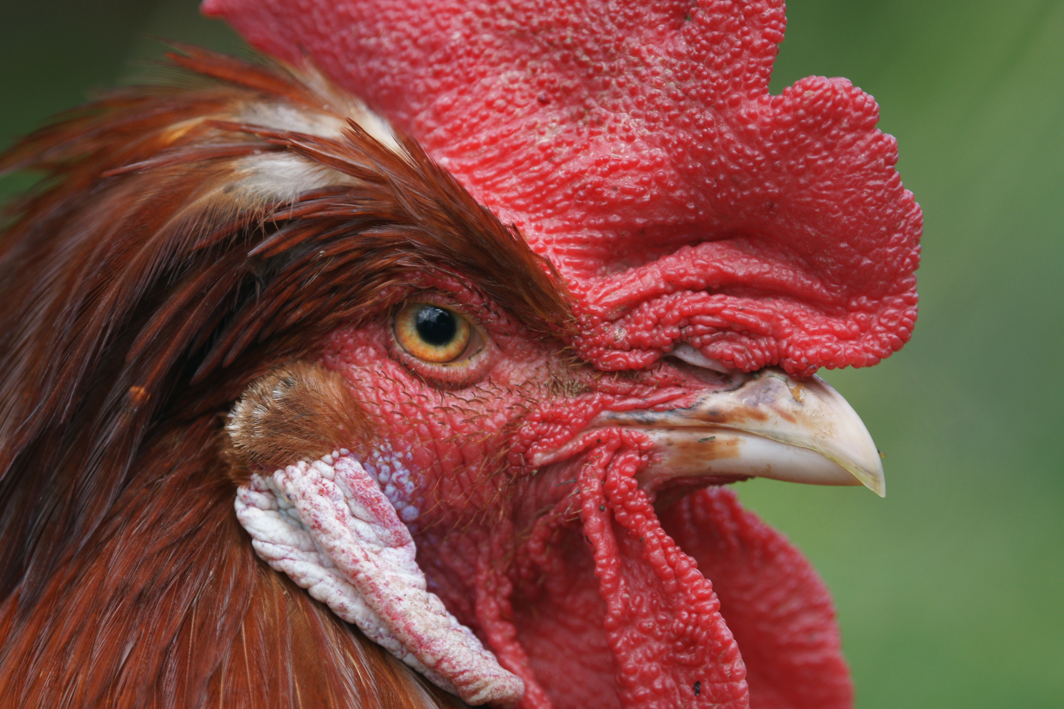 The Ethical Egg: Choosing Compassion Over Cruelty