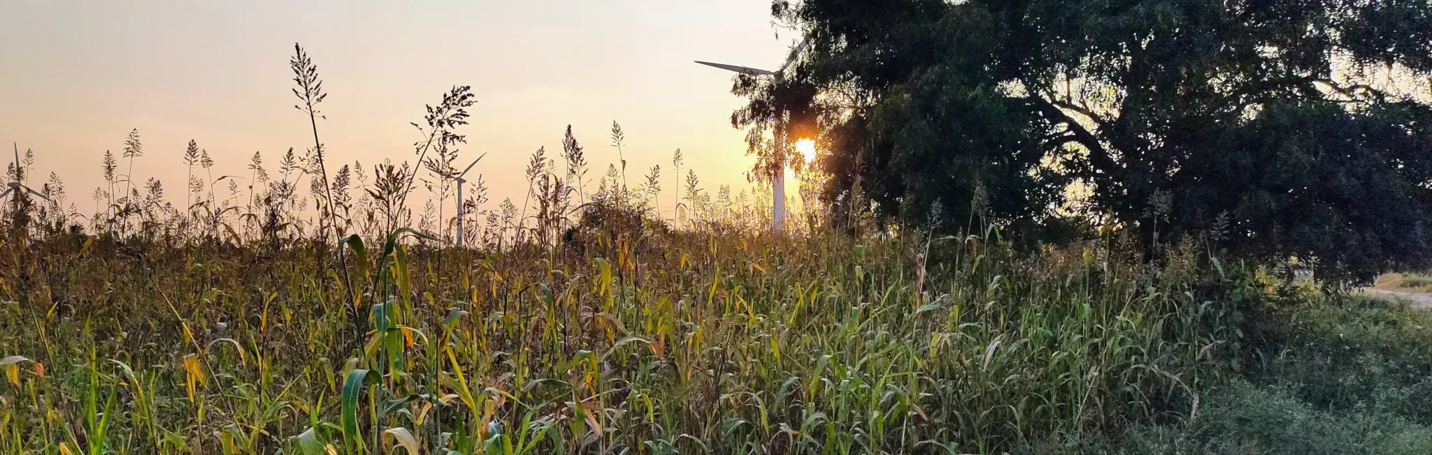 A Love Letter to the Rain - From Kannukutty Organic