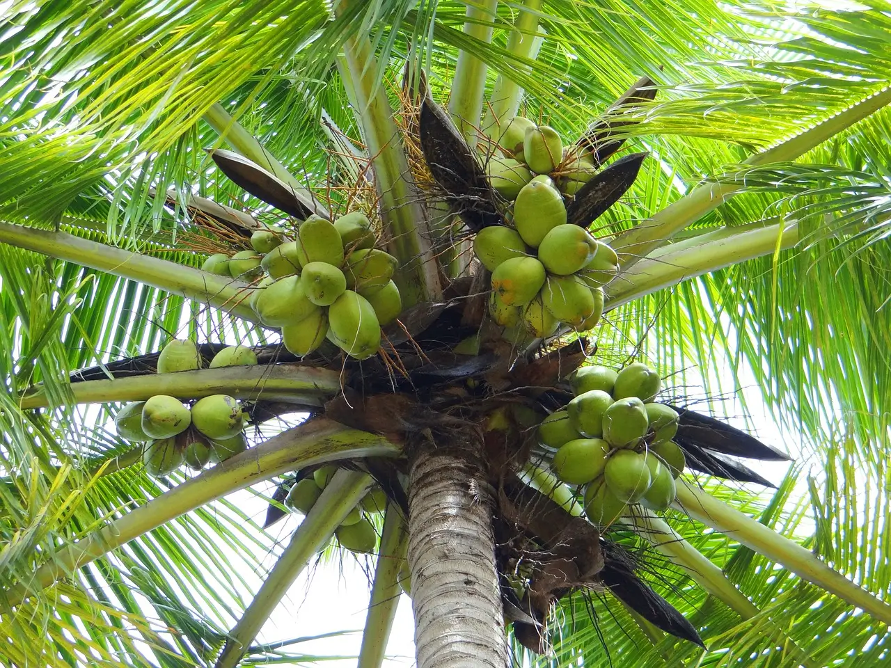 Natural Healthy Organic coconut