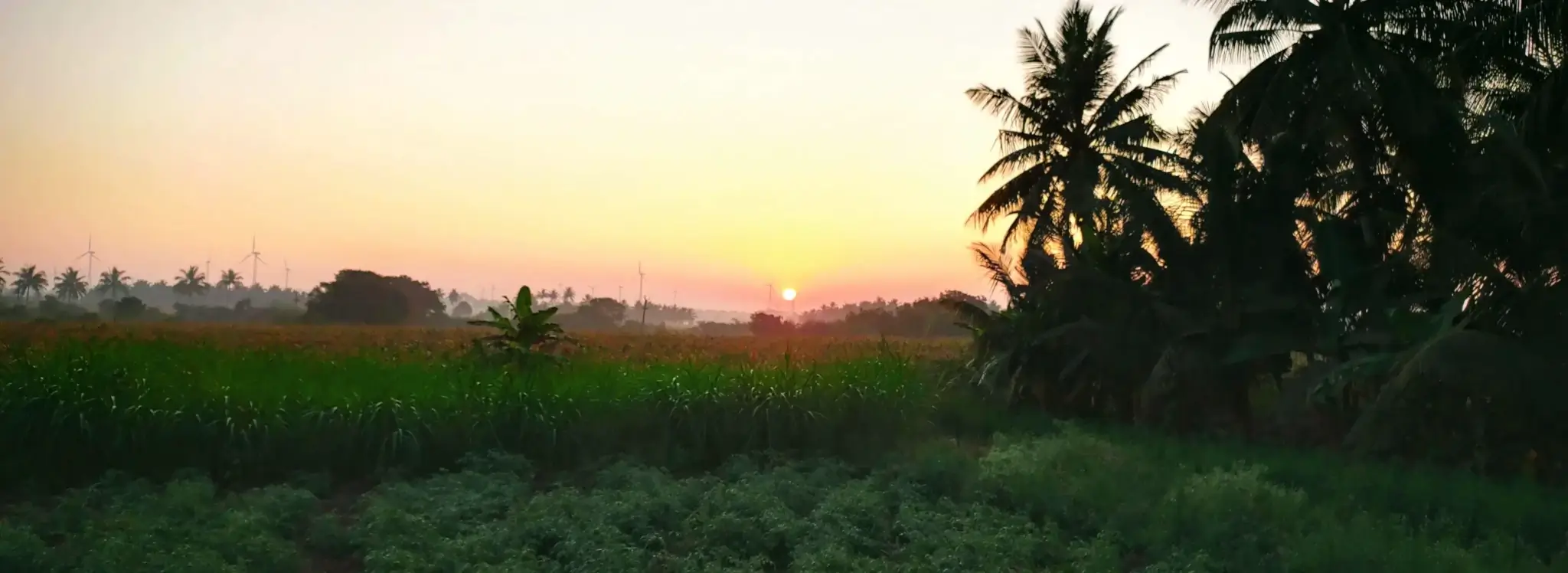 Skyline of Kaleeswari Farm, KannukuttyOrg Landscape