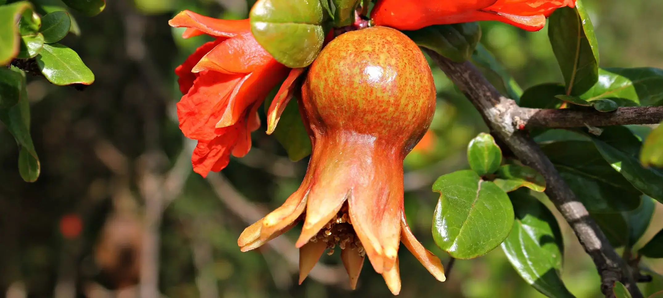 Kaleeswari Farm pomegranate orchard