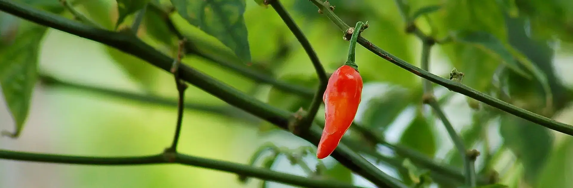 Kaleeswari Farm red pepper